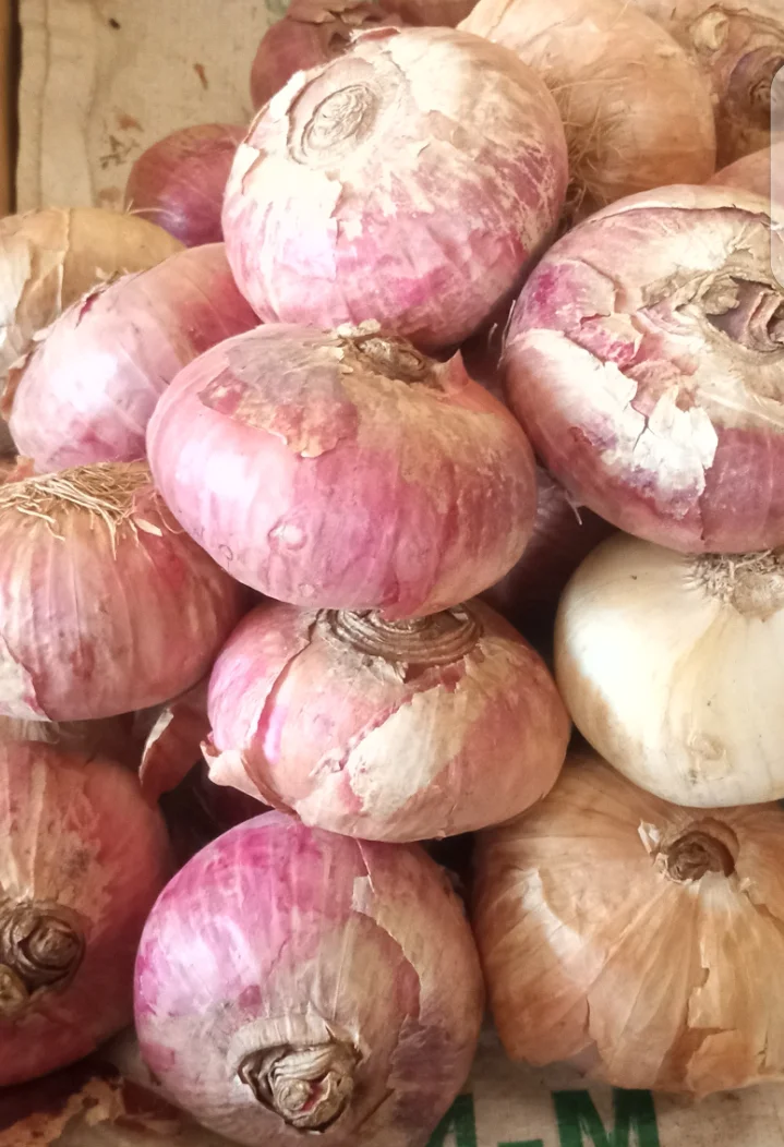 Onions all sizes